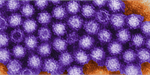 Norovirus virions or virus particles