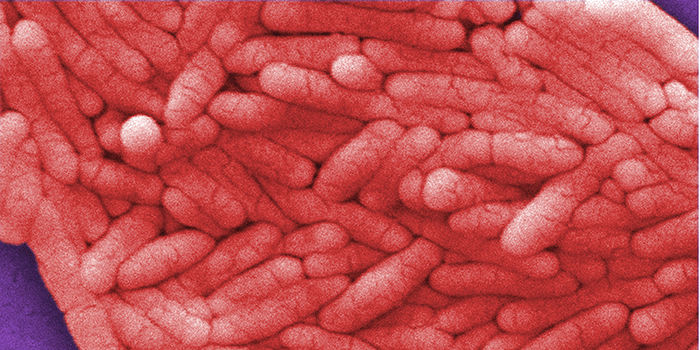 Salmonella typhimurium